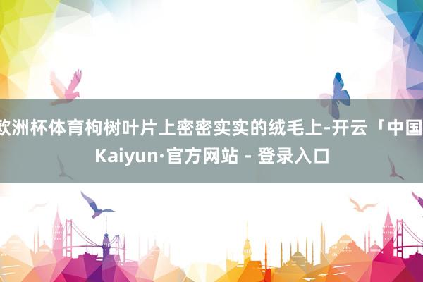 欧洲杯体育枸树叶片上密密实实的绒毛上-开云「中国」Kaiyun·官方网站 - 登录入口